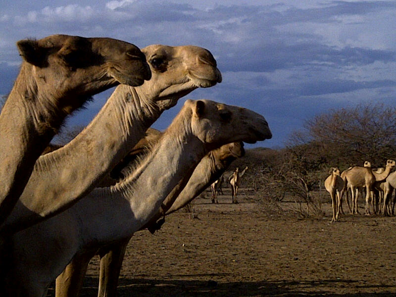 People On Camels