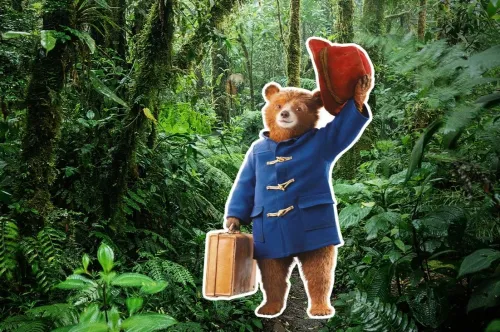 Paddington's Postcard