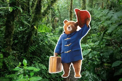 Cartes postales de Paddington